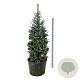 Picea pungens 'Erich Frahm' 175-200 cm cont. 180L solitair