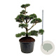 Pinus contorta 150-175 cm cont. 230L