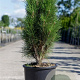 Pinus nigra 'Green Tower' 60-80 cm 15L