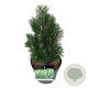 Pinus nigra 'Richard' 25-30 cm