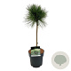 Pinus resinosa 'Pillnitz' 40 cm stam 5,0L