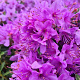 Rhododendron 'fimbriatum' 25-30 cm 3,5L