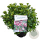 Rhododendron (AJ) 'Peggy Ann' 25-30 cm 4,0L