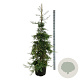 Sequoia sempervirens 'Silver Ghost' 170-200 cm cont. 55L extra