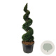 Taxus baccata 175-200 cm cont. 130L spiraal