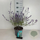 Perovskia 'Blue Spire' 30-40 cm 3,5L