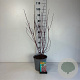 Cornus alba Miracle 60-80 cm cont. 65L