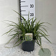 Carex morrowii 'Ice Dance' GM 2,0L