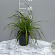 Carex morrowii 'Ice Dance' GM 2,0L