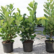 Prunus I. 'Rotundifolia' 60-80 cm 3,5L