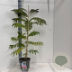Albizia julibr. Ombrella 50-60 cm 5,0L met stok