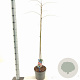 Albizia julibr. Ombrella 50-60 cm 5,0L met stok