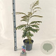 Albizia julibr. Ombrella 50-60 cm 5,0L met stok