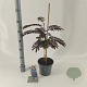 Albizia julibr. 'Summer Chocolate' 70-80 cm 3,0L met stok