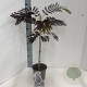 Albizia julibr. 'Summer Chocolate' 70-80 cm 3,0L met stok