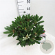 Rhododendron (Y) 'Porzellan' 30-40 cm 5,0L