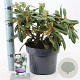 Rhododendron (Y) 'Porzellan' 30-40 cm 5,0L