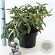 Rhododendron (Y) 'Porzellan' 30-40 cm 5,0L