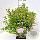 Spiraea jap. 'Little Princess' 40-45 cm 10L