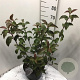 Viburnum bodn. 'Dawn' 80-100 cm 12L