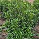 Prunus l. Sofia 80-100 cm met kluit extra
