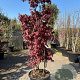 Acer pal. 'Bloodgood' 150-200 cm container 3 stam solitair