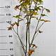 Acer pal. 'Summer Gold' 125-150 cm 15L