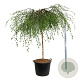 Betula p. 'Youngii' 180 cm stam cont. 130L extra