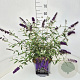 Buddleja d. 'Black Knight' 60-80 cm 10L