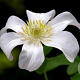 Clematis 'Huldine' 80 cm rozenpot 2L