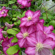 Clematis 'Kakio' 80 cm rozenpot 2L