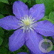 Clematis 'Lasurstern' 80 cm rozenpot 2L