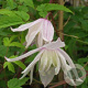 Clematis 'Pink Princess' 80 cm rozenpot 2L
