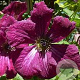 Clematis 'Rubra' 80 cm rozenpot 2L