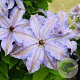 Clematis 'The First Lady' 80 cm rozenpot 2L