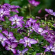 Clematis 'Venosa Violacea' 80 cm rozenpot 2L