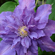 Clematis 'Walter Pennell' 80 cm rozenpot 2L