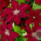 Clematis 'Westerplatte' 80 cm rozenpot 2L