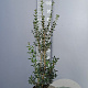 Osmanthus burkwoodii 60-80 cm 5,0L