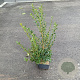 Osmanthus burkwoodii 60-80 cm 5,0L