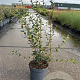 Osmanthus burkwoodii 60-80 cm 5,0L