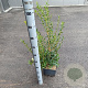 Osmanthus burkwoodii 60-80 cm 5,0L