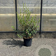 Osmanthus burkwoodii 60-80 cm 5,0L