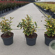 Elaeagnus ebb. 'Viveleg' GM C3