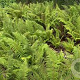 Polystichum setiferum GM  P11