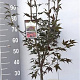 Acer pal. 'Atropurpureum' 80-100 cm 7,5L