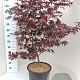 Acer pal. 'Atropurpureum' 100-125 cm 20L