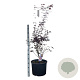 Acer pal. 'Bloodgood' 80-90 cm 35L