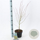 Acer pal. 'Butterfly' 50-60 cm 3,0L