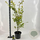 Acer pal. 'Summer Gold' 80-100 cm 10L